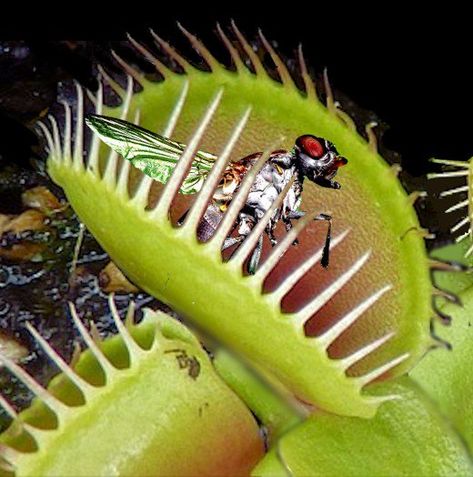 Do you need to hand-feed a Venus flytrap? And, if so, what should you feed it? Plants Science Project, Venus Fly Trap Care, Venus Flytrap Plant, Sensitive Plant, Venus Flytrap, Venus Fly Trap, Pitcher Plant, Fly Traps, Plant Science