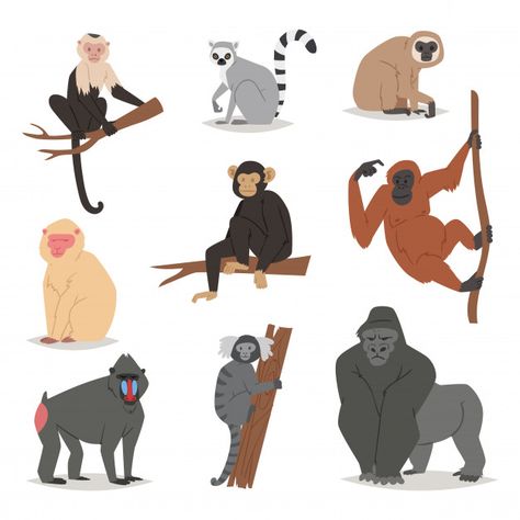 Monkey  set cute animal macaque monkeyis... | Premium Vector #Freepik #vector #icon #nature #character #cartoon Monkey Icon, Monkey Illustration, Hanging Monkey, Cartoon Monkey, Monkey Design, Monkey Art, Hand Drawn Vector Illustrations, Monkeys Funny, Cute Monkey