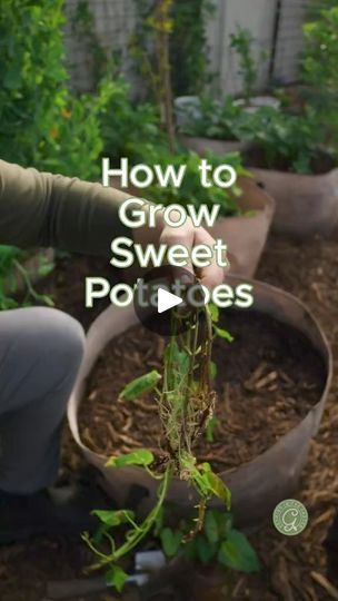 101K views · 2.1K reactions | Learning how to grow sweet potatoes is surprisingly easy. #foryou #growing #gardening #potato #gardeningtips #fyp #fbreels #fbreelsvideo #reels #viral #usa | Gardening Tips | Gardening Tips · Original audio Sweet Potato Growing, Grow Sweet Potatoes, Potato Growing, Garden Soil Mix, Sweet Potato Plant, Growing Sweet Potatoes, Arizona Gardening, Garden Companion Planting, Vegetable Garden Tips