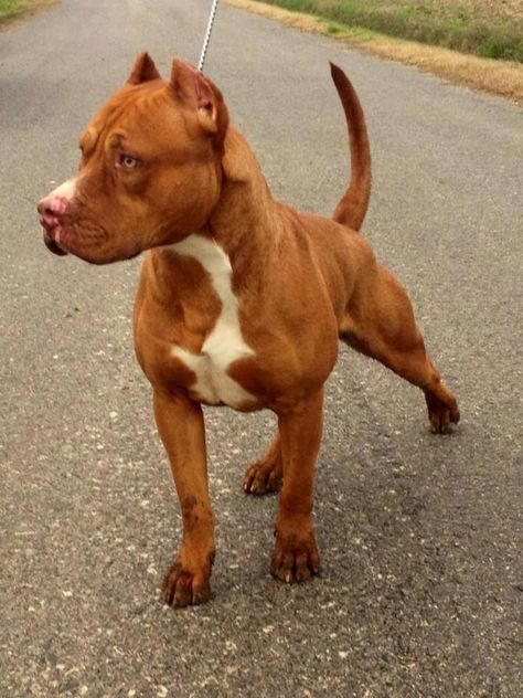 Pitbull Red Nose, Pitbull Blue, Pit Bull Puppies, Red Nose Pitbull, American Pitbull, Bully Dog, American Pit Bull Terrier, Pit Bull Love, Bull Terriers