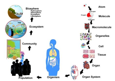 Organization of Life – Easy Peasy All-in-One High School Levels Of Organization Biology, Organization Of Life, Levels Of Organization, Organ System, Structure And Function, Skin Tissue, Circulatory System, Living Things, Organizing Systems