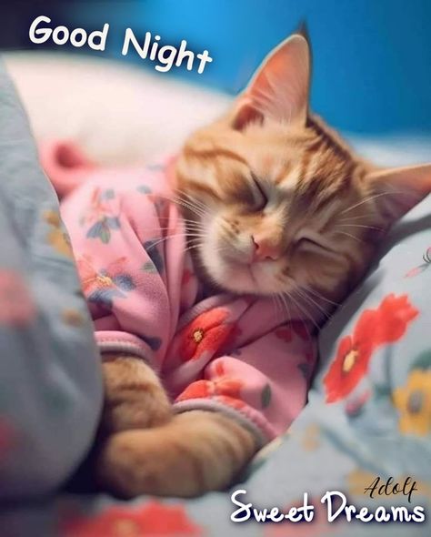 Good Night Cat Pics, Goodnite Sweet Dreams Nighty Night, Cute Good Evening Images, Cat Saying Goodnight, Good Night Images Cute Gif, Good Night Gifs Cute, Good Night My Friend Sweet Dreams, Good Nite Sweet Dreams Nighty Night, Good Night Funny Hilarious