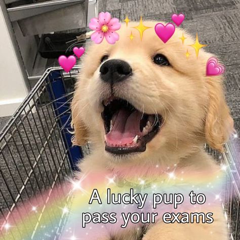 Puppy, Cute, Good luck, luck Good Luck Studying, Good Luck Exams Funny, Cute Good Luck Images, Good Luck Cute Message, Good Luck Meme Funny, Exam Pfp, Goodluck Message For Exams, Good Luck Reaction Pic, Good Luck Quotes For Exams