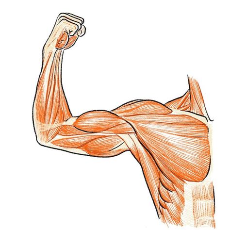 Body Muscle Anatomy, Arm Anatomy, Human Muscle Anatomy, Human Anatomy For Artists, Arm Drawing, Anatomy Sculpture, Human Anatomy Drawing, Muscle Anatomy, Human Anatomy Art