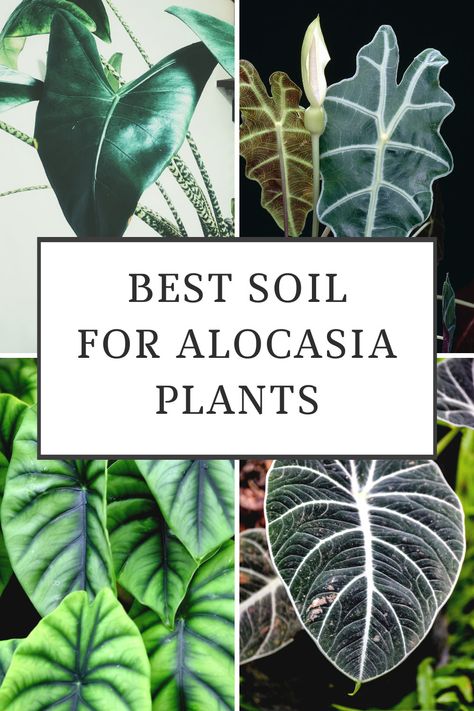 Alocasia Quilted Dreams, Elephant Ear Plants In Pots, Types Of Alocasia Plant, Alocasia Soil Recipe, Alocasia Plant Care Indoor, Alocasia Ninja, Alocasia Plant Care, Alocasia Care, Alocasia Polly