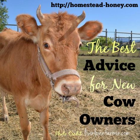 Milking Cow, Milking Cows, Cow Milking, Milk Cows, Miniature Cows, Raising Cattle, Beef Cow, Raising Farm Animals, Backyard Farm