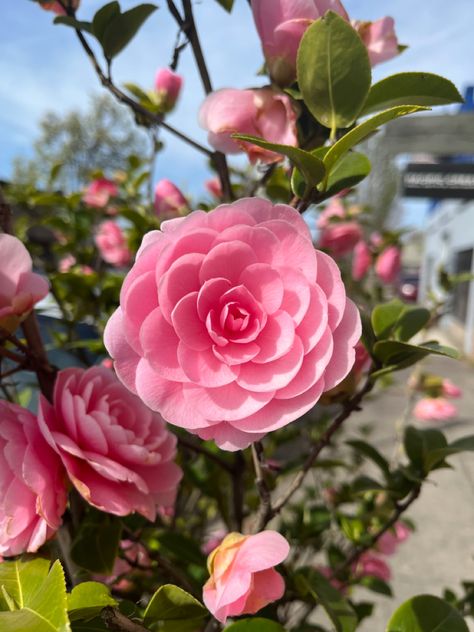 Pink Camellia Aesthetic, Camellia Flower Aesthetic, Amelia Flower, Camelia Flowers, Camilla Flower, Uni Bedroom, Camelia Flower, Flower References, Beautiful Pink Flowers