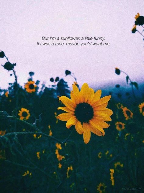 Lyric Quotes, Sunflower Quotes, I Still Want You, Wallpaper Tumblr, Tumblr Quotes, Flower Quotes, Yellow Sunflower, Intp, Instagram Quotes