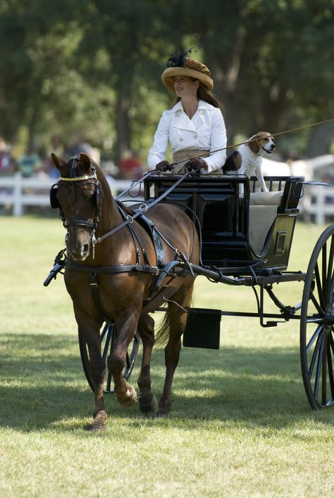 Lucy Fur, international carriage dog celebrity with her Morgan horse, Don Pecos du Cheval and their human, Michelle Blackler Carriage Driving Turnout, Carriage Driving Attire, Horse Driving, Driving Horses, Horse Cart, Horse Drawn Carriage, Carriage Driving, Horse Show Clothes, Barrel Racing Horses