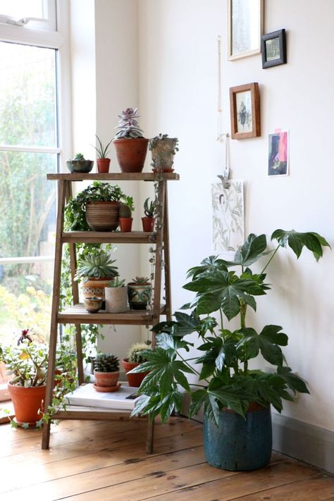 house plants, succulents, cactus and indoor gardens | potted plants and botanical design for the indoor garden Plants Display, Easy House Plants, Interior Boho, نباتات منزلية, Garden Plant Pots, Flowers Colorful, Indoor Gardens, Plant Decor Indoor, House Plants Decor