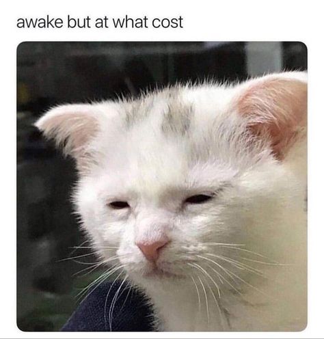 I tired guys really tired Funny Good Morning Memes, Morning Memes, Cat Jokes, Morning Humor, Memes Humor, Animal Memes, Cat Pics, Titanic, Cat Memes