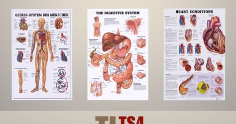 TitusLinde_ TS4 _Download      Human Anatomy Overview   Shorten your time in the waiting area of your doctor or a hospital.   These Poster ... Sims 4 Jobs, Hospital Logo, Sims 4 Challenges, The Sims 4 Skin, Medical Posters, Play Sims 4, Sims 4 Bedroom, Sims 4 Body Mods, Play Sims