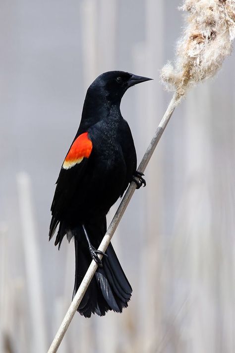 Red Winged Blackbird, Red Wing Blackbird, Bird Feeding, People Standing Together, Bird Watcher, Rare Birds, Backyard Birds, Bird Pictures, Exotic Birds