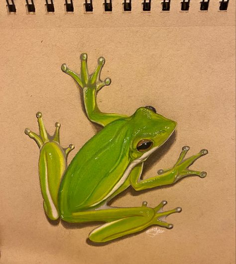 Frog Drawing Realistic, Drawing Prismacolor, Prismacolor Drawing, Frog Frog, Drawing Realistic, Prismacolor Art, Frog Drawing, Realistic Drawing, Water Drawing