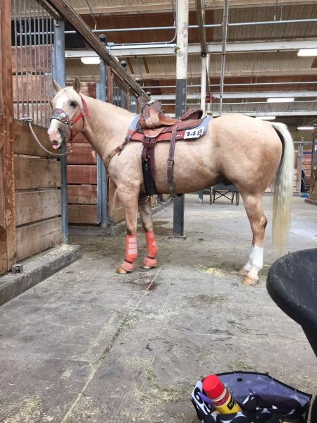 American Quarter Horse Gelding For Sale In Minnesota - Skip My Golden Boy - MyHorseForSale.com Equine Classifieds Horses For Sale Near Me, Barrel Horses For Sale, Quarter Horses For Sale, Barbie Photoshoot, Barrel Horses, Horses Tack, Roping Horse, Palomino Horses, Ponies For Sale