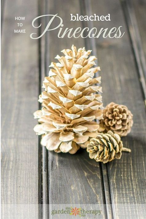 Make These Stunning Bleached Pinecones with These Tips - the practical guide to bleaching pinecones for crafts. Bleaching Pinecones, Bleached Pinecones, Bleach Pinecones, Pine Cone Art, Pinecone Ornaments, Pine Cone Decorations, Pinecone Wreath, Cones Crafts, Pine Cone Crafts