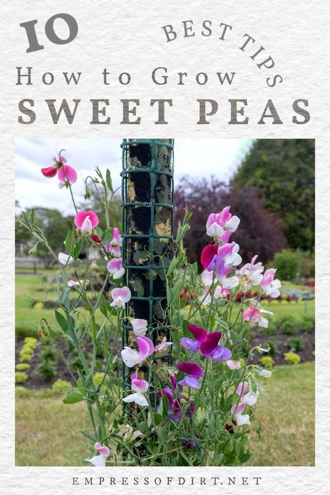 10 Best Tips for Growing Sweet Peas (Sow, Grow, Care) | Empress of Dirt Sowing Sweet Pea Seeds, Sweetpea Support Ideas, Growing Sweet Peas Trellis, Sweet Pea Garden Trellis, Sweet Peas In Garden, Sweet Pea Archway, Sweet Pea Trellis Ideas Diy, Sweat Pea Trellis Ideas, Sweet Pea Hanging Basket