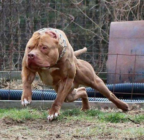 This is one buff dog! Buff Dog, Pitbull Puppies Training, Aggressive Dog Breeds, Pitbull Dog Breed, Bully Breeds Dogs, Scary Dogs, American Pitbull, Dog Fashion, Pitbull Puppy