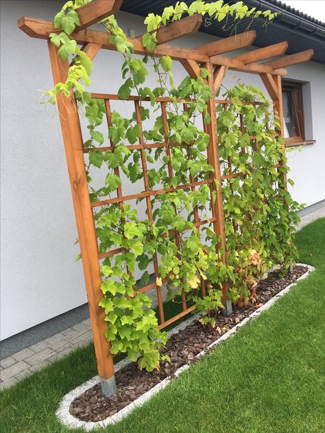 For the grapes Grape Trellis, Pergola Garden, Trellis Plants, Have Inspiration, Garden Yard Ideas, Front Yard Landscaping Design, Garden Trellis, Garden Structures, Backyard Landscaping Designs