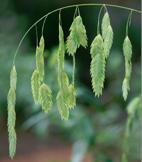 Ornamental Grass Inland Sea Oats Chasmanthium Latifolium Ornamental Grasses, Grass Weeds, Sea Oats, Ornamental Grass, North Garden, Growing Garlic, Grass Flower, Organic Herbs, Miniature Garden