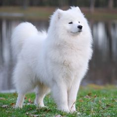 Siberian Samoyed, Most Expensive Dog, Expensive Dogs, Samoyed Puppy, What Kind Of Dog, Samoyed Dogs, Cornish Rex, Hypoallergenic Dogs, Dogs Breeds