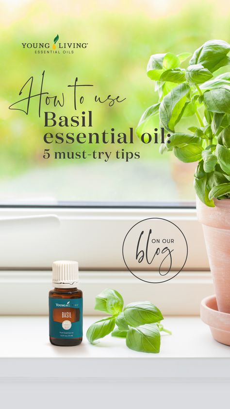 The sweet basil plant is more than just a fresh, herbaceous scent in the culinary world. Find out five ways you can use this must-try essential oil in aromatherapy. #health #wellness #aromatherapy #essentialoils #youngliving #yleo Basil Essential Oil Uses, Basil Essential Oil Blends, Basil Essential Oil Benefits, Holy Basil Essential Oil, Basil Essential Oil, Essential Oils For Pain, Essential Oils For Kids, Young Living Essential Oils Recipes, Yl Oils