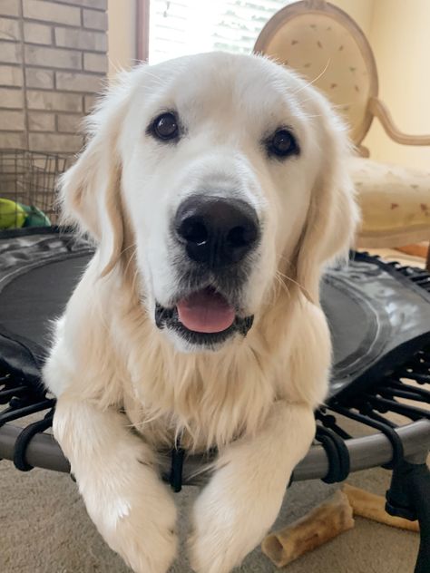 English Cream Retriever, White Golden Retriever Puppy, White Retriever, White Golden Retriever, English Cream Golden Retriever, English Golden Retrievers, English Cream, Golden Puppy, Really Cute Dogs