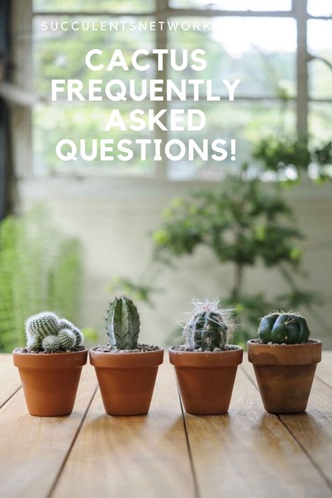 Growing Cactus From Seed, Growing Cactus, How To Grow Cactus, Cacti Garden, Succulent Seeds, Zebra Plant, Cactus Care, Propagating Succulents, Mind Up