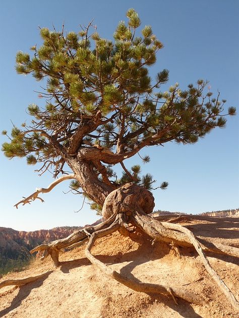 Weird Trees, Twisted Tree, Tree Root, Old Trees, Tree Trunks, Ancient Tree, Unique Trees, Tree Roots, Nature Tree