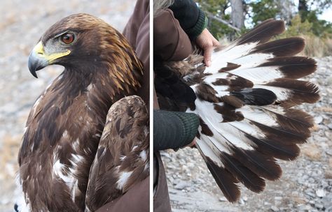 Raptor Identification and Photography: Tails of Golden Eagles Golden Eagle Feather, Different Types Of Eagles, Eagle Feather Tattoos, Types Of Eagles, Eagle Project, Golden Eagles, Native American Images, Eagle Feathers, American Bald Eagle