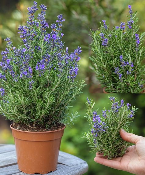 Growing Rosemary Indoors, Rosemary Flower, Rosemary Herb, Growing Rosemary, Rosemary Plant, Natural Air Freshener, Home Smell, Fragrant Plant, How To Dry Rosemary