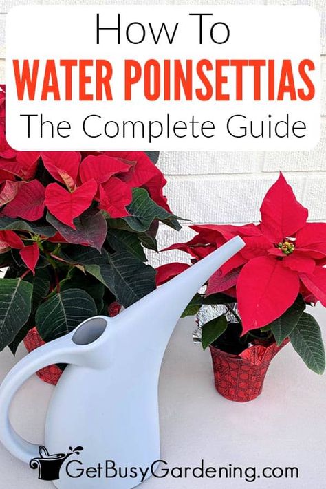 If you’re new to the colorful blooms of the holiday poinsettia you’re probably wondering how often to water it. This guide is designed to teach beginners how much water a poinsettia needs and how often to apply it. It includes the best techniques to use and how to know when they’re thirsty. You’ll also learn the main signs of under or overwatered poinsettias so you can be confident in applying the perfect amount of moisture every time and keep your plant healthy through the holidays and beyond. Lasagna Garden, Lavender Pruning, Jew Plant, Geraniums Garden, Pruning Plants, Poinsettia Leaves, Wandering Jew Plant, Lasagna Gardening, Poinsettia Care