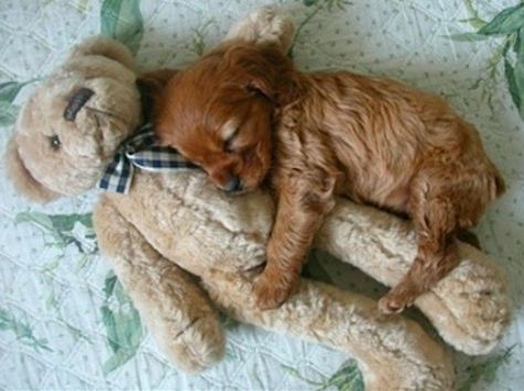 Being this cute can be exhausting: | 20 Puppies Cuddling With Their Stuffed Animals During Nap Time Puppy Fever, Puppy Cuddles, Happy Happy Happy, I'm Tired, Cutest Animals, Cuddle Buddy, A Puppy, Sweet Animals, Funny Animal