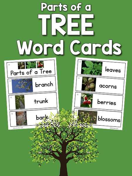 Here is a set of Parts of a Tree Word Cards that I have added to the Picture Word Cards collection. This set includes words such as trunk, bark, leaves, blossoms, and more! Using the cards in the classroom: These word cards can be placed in a pocket chart in my writing center, or they can be hooked together with binder rings or binding combs. My students take the word cards out of the pocket chart and Tree Study For Prek, Our Tree Named Steve Activities Preschool, Trees Lesson Plans For Preschool, Tree Study Creative Curriculum Preschool Dramatic Play, Tree Lesson Plans Preschool, Trees Activities Preschool, Parts Of A Tree Preschool, Tree Study Creative Curriculum Preschool, Forest Activities