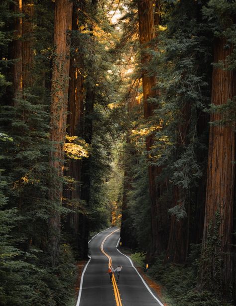 Avenue of the Giants: Best Quick Stop Spots » Miss Rover Nature, Avenue Of The Giants, Redwoods California, Redwood National And State Parks, Oregon Road Trip, Redwood National Park, Redwood Tree, Redwood Forest, Sequoia National Park