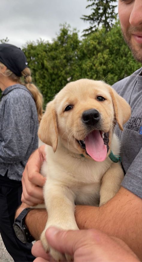 #puppy #puppies #yellowlab #adorable #aesthetic Lab Retriever Puppy, Golden Labrador Puppy, Labrador Aesthetic, Aesthetic Golden Retriever Puppy, Labrador Puppy Aesthetic, Aesthetic Labrador, Yellow Labrador Retriever Puppy, Yellow Lab Aesthetic, Yellow Lab Puppy Aesthetic