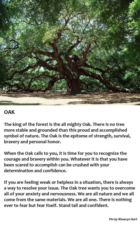 Oak Tree Symbolism ◇ Stand tall!                                                                                                                                                                                 More Oak Tree Guild, Medicinal Trees And Their Uses, Angel Oak Tree Tattoo, Burr Oak Tree, Acorn Symbolism, Oak Tree Tattoos, Oak Tree Quotes, Oak Tree Aesthetic, Oak Tree Diseases