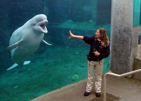 Mystic Aquarium administrators and researchers have vehemently opposed a bill recently proposed in the General Assembly prohibiting holding whales, dolphins, and other cetaceans in captivity Connecticut, which they say would limit the aquarium’s research and conservation efforts. Mystic Aquarium, South African Rugby, Vancouver Aquarium, Beluga Whale, Animal Advocacy, Daily Water, The Aquarium, Marine Mammals, Save Earth