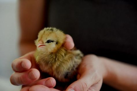 How To Raise Day Old Chicks | Here's What You'll Need - Oak Abode Day Old Chicks, Chicken Home, Biggest Chicken, Metal Tub, Backyard Poultry, Baby Chickens, Farm Fresh Eggs, Training Treats, Backyard Chickens