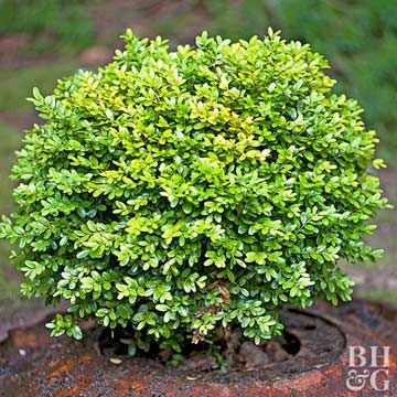 Landscape Shrubs, Foundation Plants, Shrubs For Borders, Ornamental Shrubs, Creating A Book, Boxwood Landscaping, Shrubs For Landscaping, Diy Landscape, Box Wood Shrub