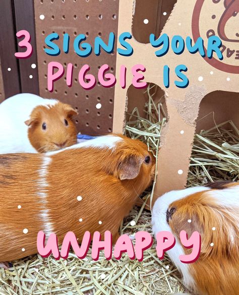 Ginuea Pig Cage, Small Guinea Pig Cage Ideas, Guinea Pig Diy Toys, Guinea Pig Litter Box Ideas, Guinea Pig Toys Diy Homemade, Guinea Pig Cage Ideas Indoor, Ginie Pigs, Guinea Pig Set Up, Guinea Pig Ideas