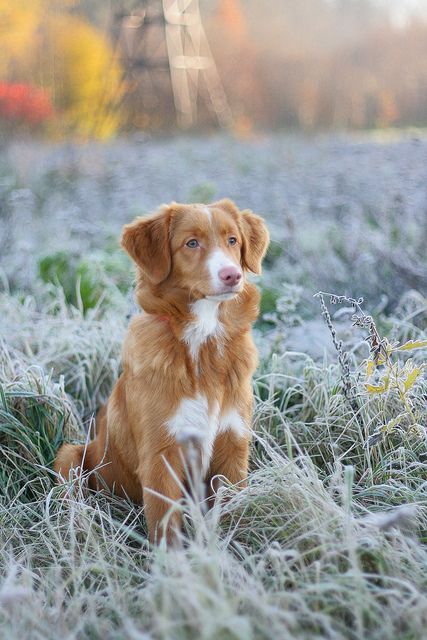 barney's cousin! i love nova scotia duck tolling retrievers Nova Scotia Duck Tolling Retriever, Positive Dog Training, Easiest Dogs To Train, Best Dog Training, Dog Obedience, Tolu, Dog Training Obedience, Dog Behavior, Dog Training Tips