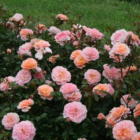 Outdoor Shrubs, Double Knockout Roses, Drift Roses, Rose Fertilizer, Tortoise Enclosure, Ground Cover Roses, Arborvitae Tree, Knockout Roses, Tattoo Plant