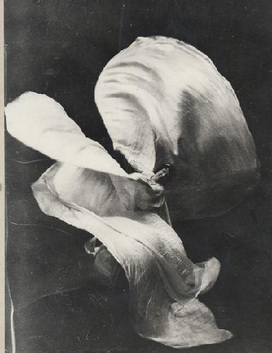 Loie Fuller, Belly Dancing Classes, St Denis, Modern Dance, Dance Photography, Dance Performance, Memento Mori, 인물 사진, White Photo