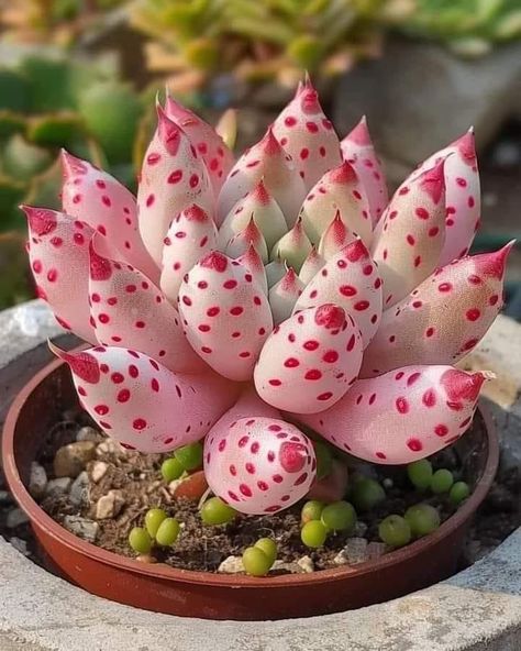 Suculent Plants, Succulent Garden Design, Plants Are Friends, Paper Plants, Dish Garden, Fruit Flowers, Succulent Gardening, Planter Pots Outdoor, Unusual Flowers