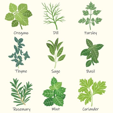 Doodle freehand sketch drawing of culinary herbs. Drawing Herbs Step By Step, Croquis, Different Types Of Herbs, Different Types Of Leaf Drawing, How To Draw Herbs, Herb Garden Drawing, Herb Line Drawing, Herbs Drawing Simple, Herb Painting Acrylic