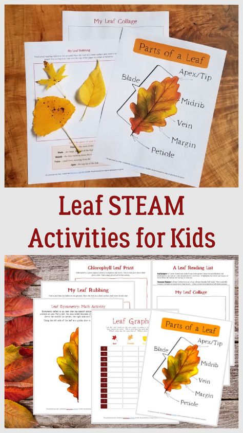 Fall Leaf Experiments For Kids, Leaf Man Stem Activity, Steam Leaf Activities, Fall Leaf Art Projects For Kindergarten, Leaf Nature Study, Leaf Graphing Preschool, Nature Detectives Activities, Leaf Unit Study, Leaves Project