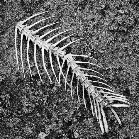 fish bones by tina negus on flickr Dead Forest, Rutland Water, Animal Skeleton, Straight Photography, Fish Skeleton, Fish Bones, Animal Skeletons, Fishing Pictures, Tuna Fish