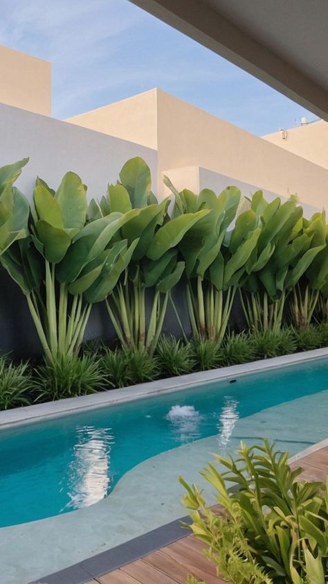 Texas Tough: Best Poolside Plants for Texas Landscaping - Fads Banana Palm Garden, Outdoor Pool Plants, Planting Around Pool Area, Pool Area Plants Landscaping Ideas, Modern Tropical Pool Landscaping, Best Plants For Around Pool, Pots Around Pool Area, Pools With Grass Around Them, Tropical Plants Around Pool