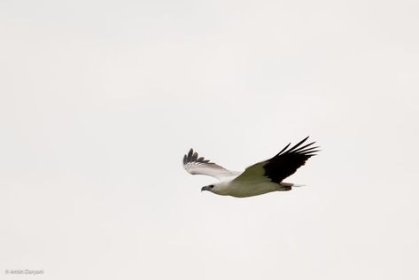 White Tailed Eagle Tattoo, Sea Eagle Tattoo, Manly Sea Eagles, Eagle Sitting On Branch, White Bellied Sea Eagle, Eagle Flying Over Mountains, Sea Eagle, Eagle Tattoo, Presents For Dad